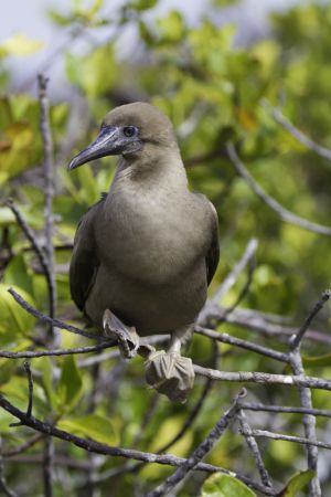 Genovesa Island, Galapagos 138.jpg